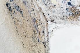 Why You Should Choose Our Mold Remediation Services in Shanor Northvue, PA